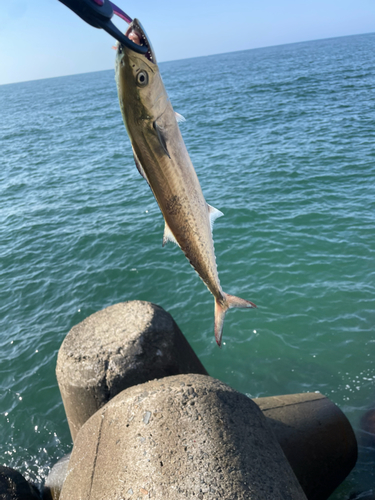 サゴシの釣果