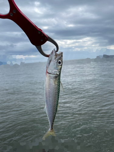 マサバの釣果