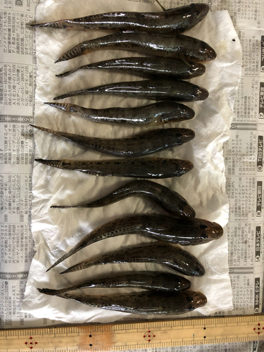 マハゼの釣果