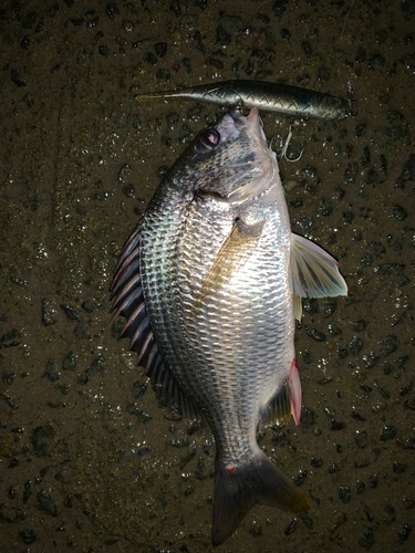 キビレの釣果