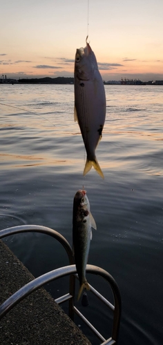 コノシロの釣果