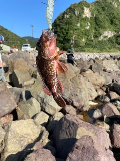 アラカブの釣果