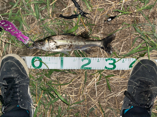 シーバスの釣果