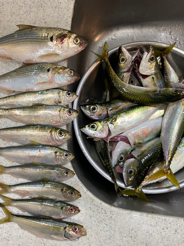 サバの釣果