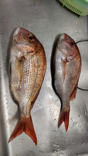 タイの釣果