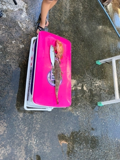 イネゴチの釣果