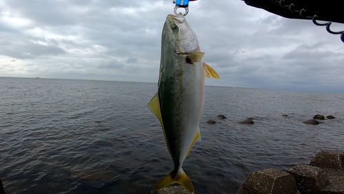 イナダの釣果