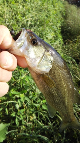 ラージマウスバスの釣果