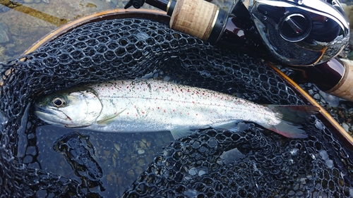 アマゴの釣果