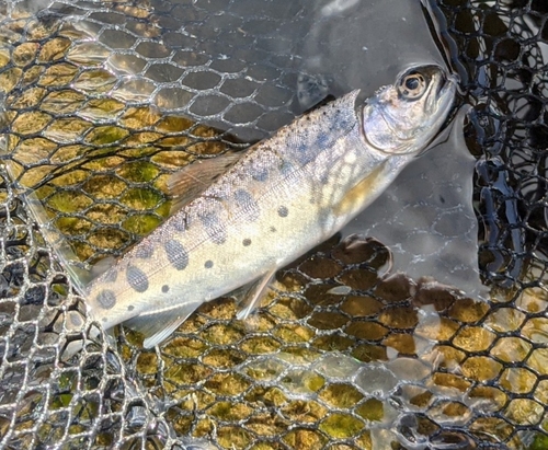 ヤマメの釣果