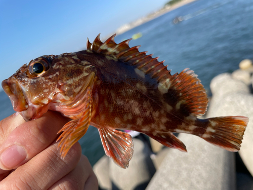 ガシラの釣果