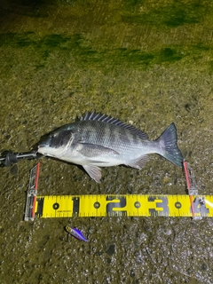 チヌの釣果