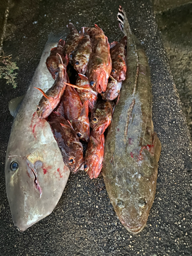 カワハギの釣果