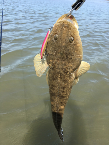 マゴチの釣果