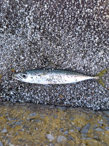 サバの釣果