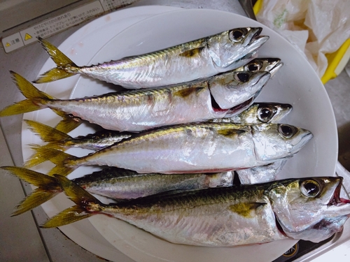 サバの釣果