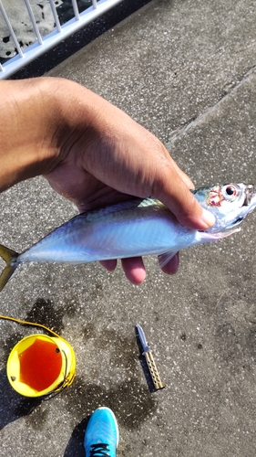 サバの釣果