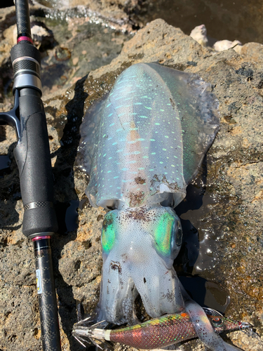 アオリイカの釣果