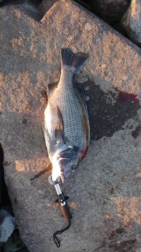 チヌの釣果