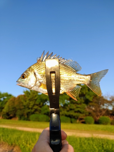 キビレの釣果