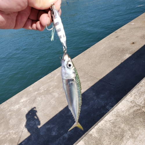 マサバの釣果