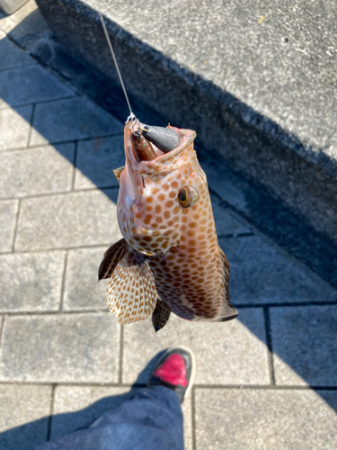 オオモンハタの釣果