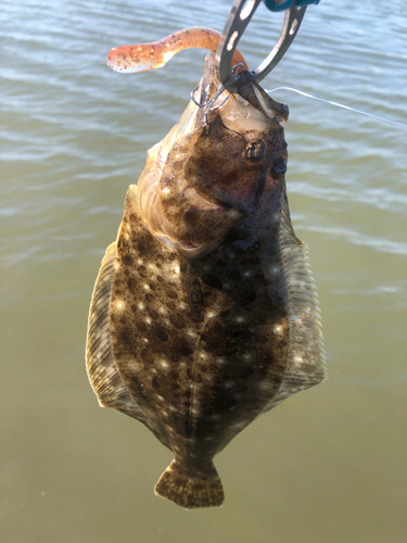 ヒラメの釣果