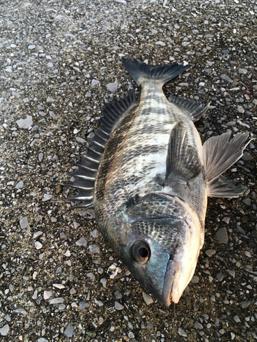 チヌの釣果