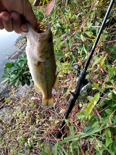 ブラックバスの釣果