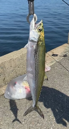 サゴシの釣果