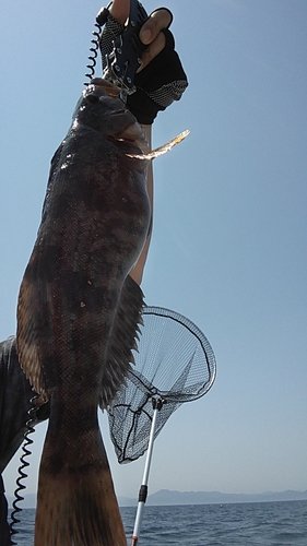 アイナメの釣果