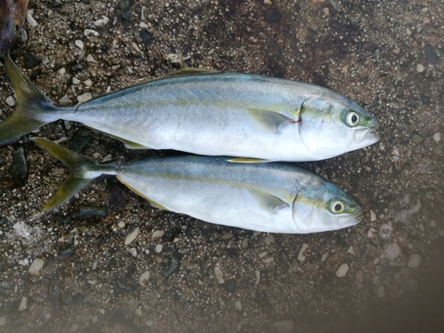 ツバスの釣果