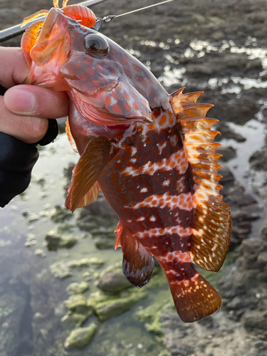 キジハタの釣果