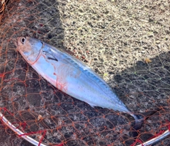 マルソウダの釣果