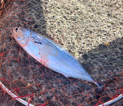 マルソウダの釣果