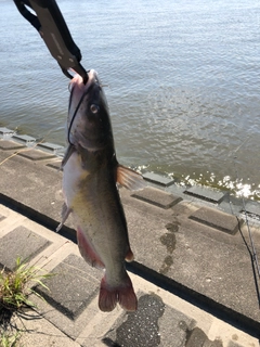 チャネルキャットフィッシュの釣果