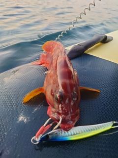 アカハタの釣果