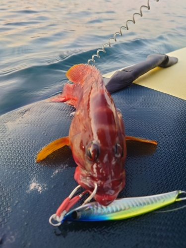 アカハタの釣果