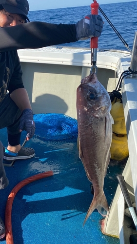 スマガツオの釣果