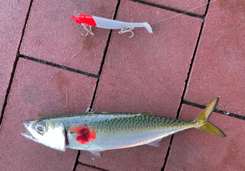 サバの釣果