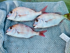 マダイの釣果