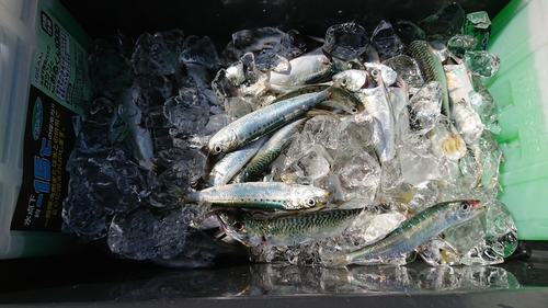 サバの釣果