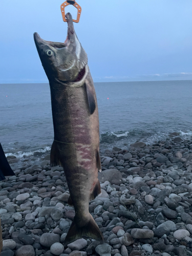 サケの釣果