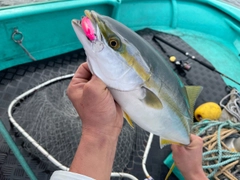 イナダの釣果