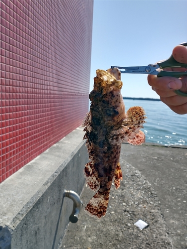 オニオコゼの釣果