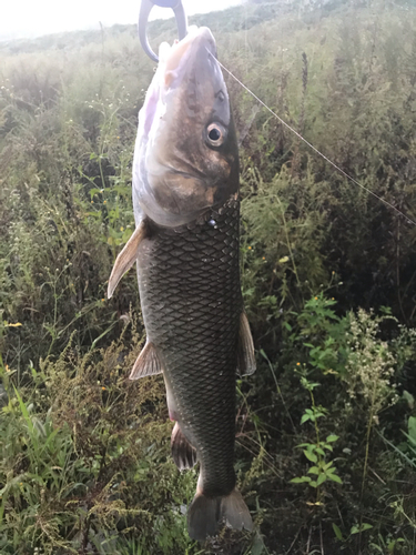 ニゴイの釣果