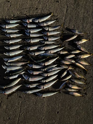 サバの釣果