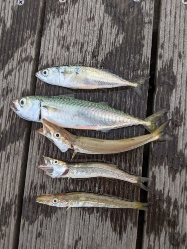 カマスの釣果