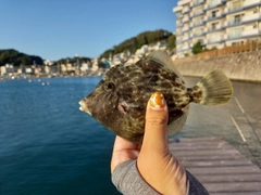 アカハタの釣果