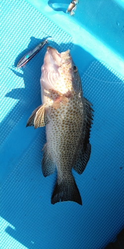 オオモンハタの釣果